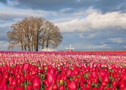 Wiatrak i drzewa na plantacji tulipanów