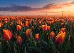 Wiatraki na polu tulipanów