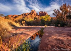 Skały, Kałuża, Drzewa, Formacja Cathedral Rock, Sedona, Arizona, Stany Zjednoczone