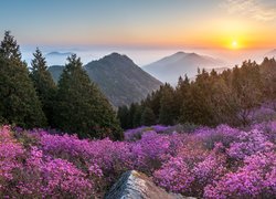 Widok na górę Cheonjusan w Korei Południowej