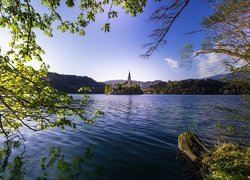 Słowenia, Wyspa Blejski Otok, Jezioro Bled, Kościół Wniebowzięcia Marii Panny, Góry, Drzewa, Gałęzie