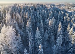 Widok na oszronione drzewa z lotu ptaka