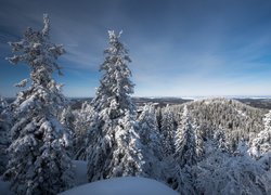 Finlandia, Karelia Północna, Park Narodowy Koli, jezioro Pielinen, Zima, Drzewa, Świerki, Wzgórza