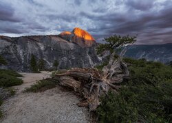 Góry, Szczyt Half Dome, Drzewa, Konar, Park Narodowy Yosemite, Kalifornia, Stany Zjednoczone