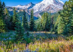 Widok z łąki na ośnieżony stratowulkan Mount Rainier