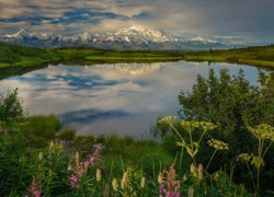 Góry, Staw, Reflection Pond, Krzewy, Rośliny, Park Narodowy Denali, Góry, Kordyliery, Alaska, Stany Zjednoczone
