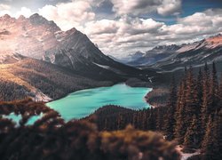 Widok zza drzew na jezioro Peyto Lake i góry w Parku Narodowym Banff