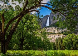 Stany Zjednoczone, Kalifornia, Drzewa, Wodospad, Park Narodowy Yosemite, Góry