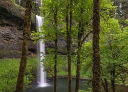 Stany Zjednoczone, Oregon, Park stanowy, Silver Falls State Park, Wodospad South Falls, Omszałe, Drzewa