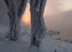 Zima, Mgła, Drzewa, Śnieg