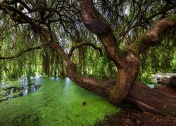 Wierzba pochylona nad stawem