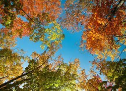 Wierzchołki jesiennych drzew na tle nieba