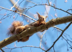 Wiewiórka leżąca na gałęzi