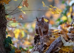 Wiewiórka na konarze w liściach