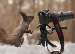 Wiewiórka przy aparacie fotograficznym