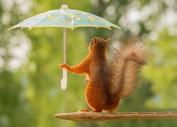 Wiewiórka z parasolką
