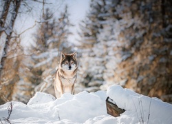 Wilk szary na śnieżnej zaspie