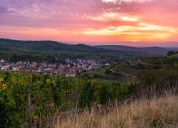 Winnice i miasto Bahlingen na wzgórzach Kaiserstuhl w Niemczech