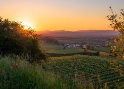 Winnice na wzgórzach Kaiserstuhl w blasku wschodzącego słońca