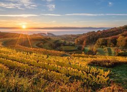 Winnice na wzgórzach Kaiserstuhl w promieniach wschodzącego słońca