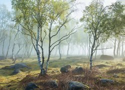 Wiosna, Drzewa, Brzozy, Kamienie, Mgła, Park Narodowy Peak District, Hrabstwo Derbyshire, Anglia