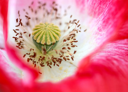 Wnętrze kwiatu maku różowego