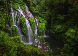 Indonezja, Bali, Okręg Buleleng, Las tropikalny, Wodospad, Banyu Wana Amertha Falls, Roślinność