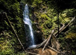 Stany Zjednoczone, Kalifornia, Park stanowy Big Basin Redwoods State Park, Wodospad Berry Creek Falls, Drzewa