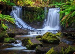 Wodospad, Horseshoe Falls, Skały, Kamienie, Paprocie, Park Narodowy Mount Field, Tasmania, Australia