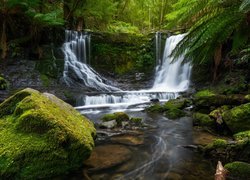 Wodospad Horseshoe Falls, Skała, Omszałe, Kamienie, Paprocie, Las, Rzeka, Park Narodowy Mount Field, Stan Tasmania, Australia
