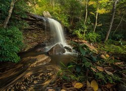 Wodospad na skale w lesie