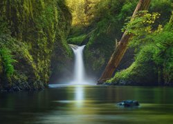 Stany Zjednoczone, Stan Oregon, Rezerwat przyrody Columbia River Gorge, Wodospad Punch Bowl Falls, Las, Potok Eagle Creek, Rzeka