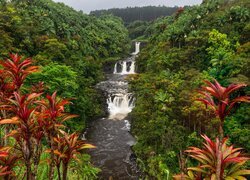 Wodospad Umauma Falls wśród drzew na Hawajach