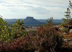 Wrzos i krzewy na tle góry stołowej Lilienstein w Szwajcarii Saksońskiej