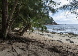 Wybrzeże z palmami na morskiej plaży