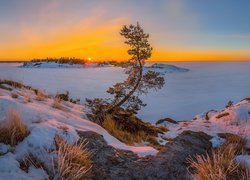 Wykrzywiona sosenka na brzegu zaśnieżonego jeziora Ładoga
