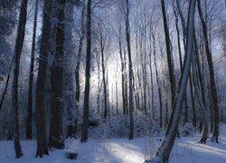 Wysokie drzewa i krzewy w zimowym lesie
