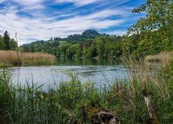 Wysokie pożółkłe trawy i zielone drzewa nad rzeką