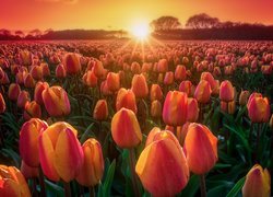 Zachód słońca nad polem kwitnących tulipanów