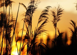 Zachód słońca przebijający źdźbła trawy