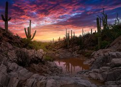 Stany Zjednoczone, Arizona, Park Narodowy Saguaro, Zachód słońca, Kaktusy, Skały