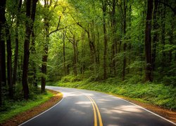 Zakręt asfaltowej drogi w lesie