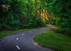 Zakręt asfaltowej drogi w zielonym lesie