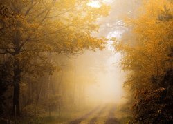 Zamglona dróżka w lesie jesienią