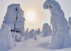 Zamglone słońce nad zasypanymi śniegiem drzewami