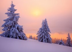 Zamglone słońce nad zasypanymi śniegiem świerkami na wzgórzu