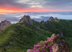 Góry Wolchulsan, Park Narodowy Wolchulsan, Różanecznik, Skały, Sosna, Mgła, Wschód słońca, Korea Południowa