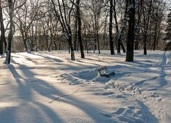 Zaśnieżona ławka pośród drzew