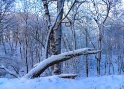 Zima, Śnieg, Las, Drzewa, Konar, Gałęzie