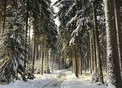 Zaśnieżone drzewa iglaste w lesie